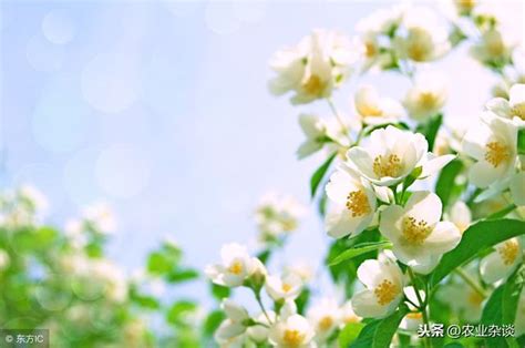 茉莉花怎麼種|茉莉花如何種植